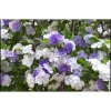 Cây nhài nhật bầu lớn hoa trắng tím, nở quanh năm, thơm, cao 50-70cm, tán xum, 35.000 VND