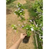 Cây nhài nhật bầu lớn hoa trắng tím, nở quanh năm, thơm, cao 50-70cm, tán xum, 35.000 VND 2