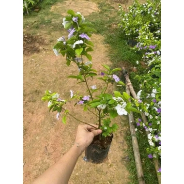 Cây nhài nhật bầu lớn hoa trắng tím, nở quanh năm, thơm, cao 50-70cm, tán xum, 35.000 VND