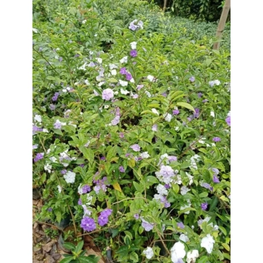 Cây nhài nhật bầu lớn hoa trắng tím, nở quanh năm, thơm, cao 50-70cm, tán xum, 35.000 VND 3 Cây nhài nhật bầu lớn hoa trắng tím, nở quanh năm, thơm, cao 50-70cm, tán xum, 35.000 VND 3