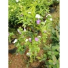 Cây nhài nhật bầu lớn hoa trắng tím, nở quanh năm, thơm, cao 50-70cm, tán xum, 35.000 VND 4