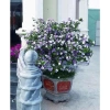 Cây nhài nhật bầu lớn hoa trắng tím, nở quanh năm, thơm, cao 50-70cm, tán xum, 35.000 VND 5