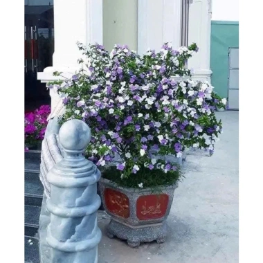 Cây nhài nhật bầu lớn hoa trắng tím, nở quanh năm, thơm, cao 50-70cm, tán xum, 35.000 VND