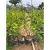 Cây nhài nhật bầu lớn hoa trắng tím, nở quanh năm, thơm, cao 50-70cm, tán xum, 35.000 VND 6