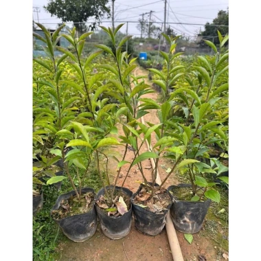 Cây nhài nhật bầu lớn hoa trắng tím, nở quanh năm, thơm, cao 50-70cm, tán xum, 35.000 VND