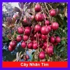 Cây Nhãn Tím – Cây ăn quả giảm giá 55.000₫, năng suất cao, chịu bệnh tốt