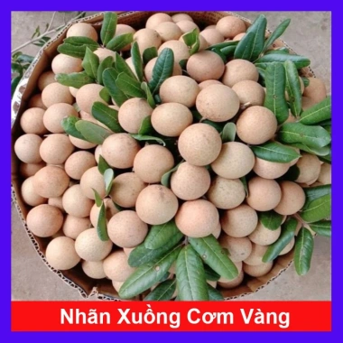 Cây nhãn xuông cơm vàng hạt lép - Giá 35.000 VND, giảm từ 45.150 VND, sinh nhanh