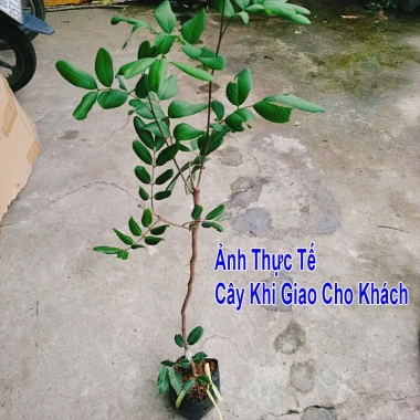 Cây nhãn xuông cơm vàng hạt lép - Giá 35.000 VND, giảm từ 45.150 VND, sinh nhanh