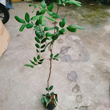 Cây nhãn xuông cơm vàng hạt lép - Giá 35.000 VND, giảm từ 45.150 VND, sinh nhanh