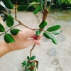Cây nhãn xuông cơm vàng hạt lép - Giá 35.000 VND, giảm từ 45.150 VND, sinh nhanh 9
