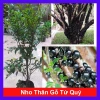 Cây nho thân gỗ tứ quý - Cây ăn quả xanh tươi, giá ưu đãi 86.000₫, giảm mạnh
