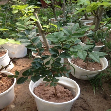 Cây nho thân gỗ tứ quý - Cây ăn quả xanh tươi, giá ưu đãi 86.000₫, giảm mạnh