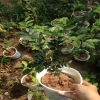 Cây nho thân gỗ tứ quý - Cây ăn quả xanh tươi, giá ưu đãi 86.000₫, giảm mạnh 4