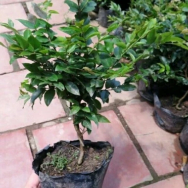 Cây nho thân gỗ tứ quý - Cây ăn quả xanh tươi, giá ưu đãi 86.000₫, giảm mạnh 5 Cây nho thân gỗ tứ quý - Cây ăn quả xanh tươi, giá ưu đãi 86.000₫, giảm mạnh 5