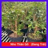 Cây nho tứ quý thân gỗ 5 năm tuổi, cao 100‑150cm, đang trái – Chậu ăn quả sân vườn, giá chỉ 360.000₫