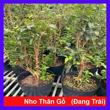 Cây nho tứ quý thân gỗ 5 năm tuổi, cao 100‑150cm, đang trái – Chậu ăn quả sân vườn, giá chỉ 360.000₫