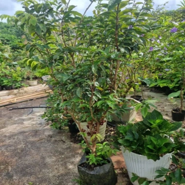 Cây nho tứ quý thân gỗ 5 năm tuổi, cao 100‑150cm, đang trái – Chậu ăn quả sân vườn, giá chỉ 360.000₫