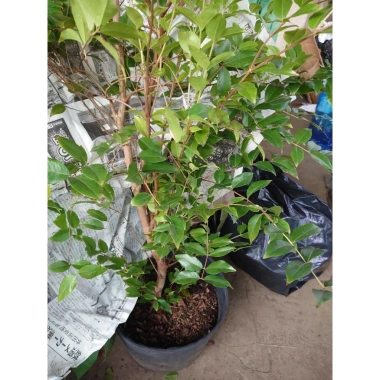 Cây nho tứ quý thân gỗ 5 năm tuổi, cao 100‑150cm, đang trái – Chậu ăn quả sân vườn, giá chỉ 360.000₫