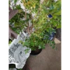 Cây nho tứ quý thân gỗ 5 năm tuổi, cao 100‑150cm, đang trái – Chậu ăn quả sân vườn, giá chỉ 360.000₫ 5