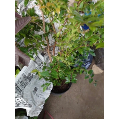 Cây nho tứ quý thân gỗ 5 năm tuổi, cao 100‑150cm, đang trái – Chậu ăn quả sân vườn, giá chỉ 360.000₫