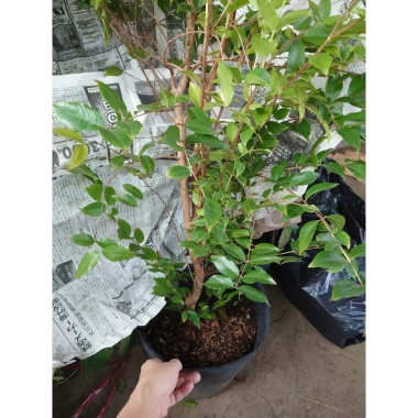 Cây nho tứ quý thân gỗ 5 năm tuổi, cao 100‑150cm, đang trái – Chậu ăn quả sân vườn, giá chỉ 360.000₫