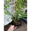 Cây nho tứ quý thân gỗ 5 năm tuổi, cao 100‑150cm, đang trái – Chậu ăn quả sân vườn, giá chỉ 360.000₫ 7