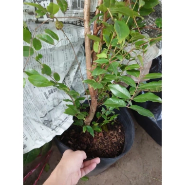 Cây nho tứ quý thân gỗ 5 năm tuổi, cao 100‑150cm, đang trái – Chậu ăn quả sân vườn, giá chỉ 360.000₫