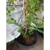 Cây nho tứ quý thân gỗ 5 năm tuổi, cao 100‑150cm, đang trái – Chậu ăn quả sân vườn, giá chỉ 360.000₫ 8
