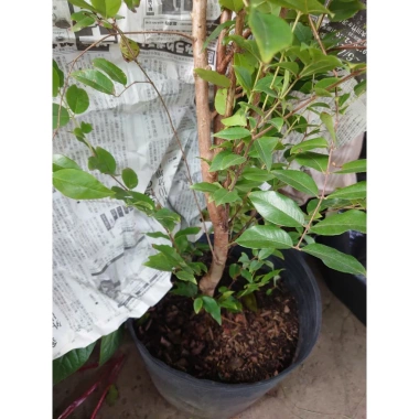 Cây nho tứ quý thân gỗ 5 năm tuổi, cao 100‑150cm, đang trái – Chậu ăn quả sân vườn, giá chỉ 360.000₫