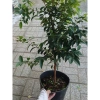 Cây nho tứ quý thân gỗ 5 năm tuổi, cao 100‑150cm, đang trái – Chậu ăn quả sân vườn, giá chỉ 360.000₫ 10