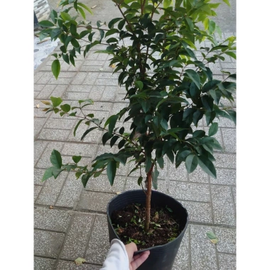 Cây nho tứ quý thân gỗ 5 năm tuổi, cao 100‑150cm, đang trái – Chậu ăn quả sân vườn, giá chỉ 360.000₫ 10 Cây nho tứ quý thân gỗ 5 năm tuổi, cao 100‑150cm, đang trái – Chậu ăn quả sân vườn, giá chỉ 360.000₫ 10