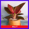Cây Như Ý - Cây cảnh để bàn giá ưu đãi 45.000đ, xanh mượt, dễ chăm sóc
