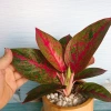 Cây Như Ý - Cây cảnh để bàn giá ưu đãi 45.000đ, xanh mượt, dễ chăm sóc 5
