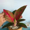 Cây Như Ý - Cây cảnh để bàn giá ưu đãi 45.000đ, xanh mượt, dễ chăm sóc 6