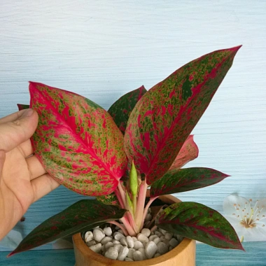 Cây Như Ý - Cây cảnh để bàn giá ưu đãi 45.000đ, xanh mượt, dễ chăm sóc 6