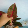 Cây Như Ý - Cây cảnh để bàn giá ưu đãi 45.000đ, xanh mượt, dễ chăm sóc 7