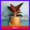 Cây Như Ý - Cây cảnh để bàn giá ưu đãi 45.000đ, xanh mượt, dễ chăm sóc 10