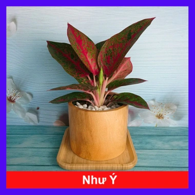 Cây Như Ý - Cây cảnh để bàn giá ưu đãi 45.000đ, xanh mượt, dễ chăm sóc 10