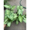 Cây nội thất muống nhật 25-30cm xanh đẹp - Bịch cao, trang trí bàn tiểu cảnh, 15.000 VND