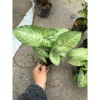 Cây nội thất muống nhật 25-30cm xanh đẹp - Bịch cao, trang trí bàn tiểu cảnh, 15.000 VND 2