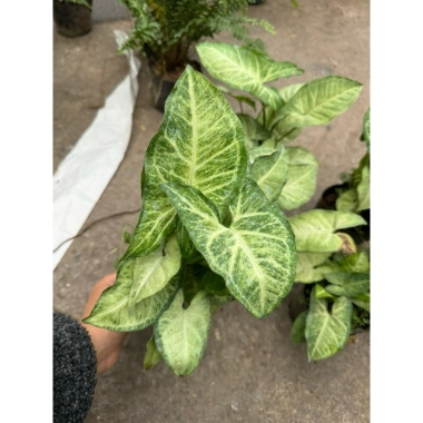 Cây nội thất muống nhật 25-30cm xanh đẹp - Bịch cao, trang trí bàn tiểu cảnh, 15.000 VND