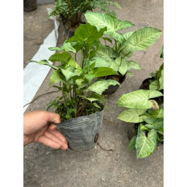 Cây nội thất muống nhật 25-30cm xanh đẹp - Bịch cao, trang trí bàn tiểu cảnh, 15.000 VND