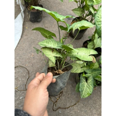 Cây nội thất muống nhật 25-30cm xanh đẹp - Bịch cao, trang trí bàn tiểu cảnh, 15.000 VND