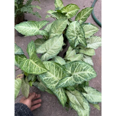 Cây nội thất muống nhật 25-30cm xanh đẹp - Bịch cao, trang trí bàn tiểu cảnh, 15.000 VND