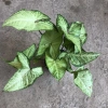 Cây nội thất muống nhật 25-30cm xanh đẹp - Bịch cao, trang trí bàn tiểu cảnh, 15.000 VND 7