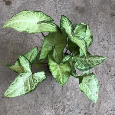 Cây nội thất muống nhật 25-30cm xanh đẹp - Bịch cao, trang trí bàn tiểu cảnh, 15.000 VND 7 Cây nội thất muống nhật 25-30cm xanh đẹp - Bịch cao, trang trí bàn tiểu cảnh, 15.000 VND 7