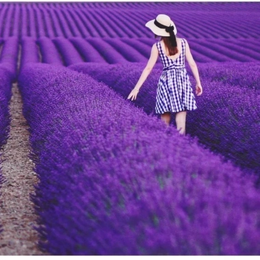 Cây Oải Hương Lavender Jun Garden - Chịu Nhiệt, Trồng Ở Sài Gòn & Miền Nam, Giá 80k