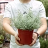 Cây Oải Hương Lavender Jun Garden - Chịu Nhiệt, Trồng Ở Sài Gòn & Miền Nam, Giá 80k 3