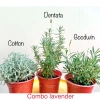 Cây Oải Hương Lavender Jun Garden - Chịu Nhiệt, Trồng Ở Sài Gòn & Miền Nam, Giá 80k 5