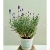 Cây Oải Hương Lavender Jun Garden - Chịu Nhiệt, Trồng Ở Sài Gòn & Miền Nam, Giá 80k 6